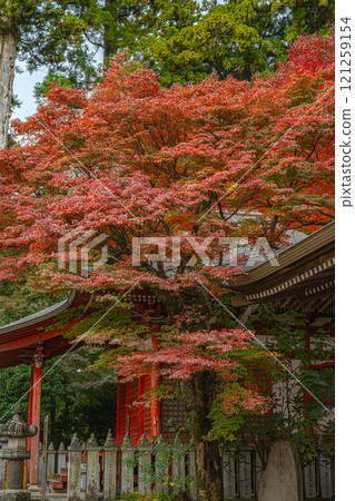 Autumn leaves (Yakuo-in Temple, Mount Takao) 121259154