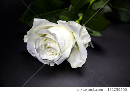 One white rose flower on dark background. Flat lay, top view for romantic concept. White rose with green leaves 121259200