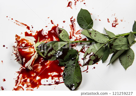 Beautiful and bloody white rose on the white background. Bloody rose - conceptual photo.  White rose with blood. 121259227