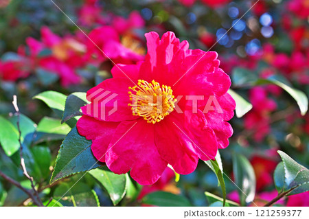 紅茶梅花（冬季，12 月） 121259377