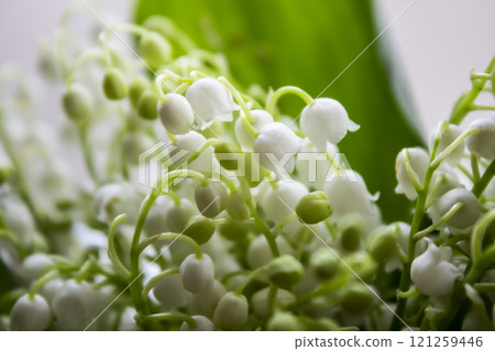 Lily of the valley. Blooming lily of the valley beautiful flower against background. Spring flower lilies of the valley. 121259446