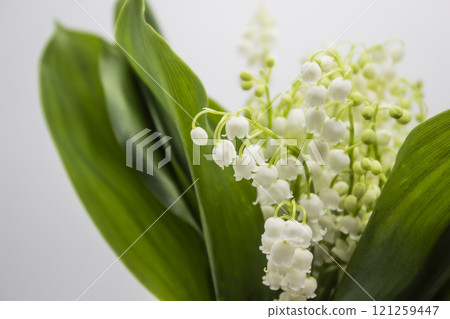 Lily of the valley. Blooming lily of the valley beautiful flower against background. Spring flower lilies of the valley. 121259447