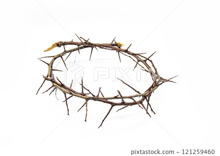 A crown of thorns on a white background. Conceptual phototo use in the design. A wreath of branches with thorns A crown of thorns on a white background. Conceptual phototo use in the design. A wreath of branches with thorns 121259460