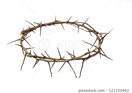 A crown of thorns on a white background. Conceptual phototo use in the design. A wreath of branches with thorns 121259463