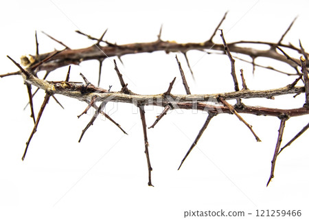A crown of thorns on a white background. Conceptual phototo use in the design. A wreath of branches with thorns A crown of thorns on a white background. Conceptual phototo use in the design. A wreath of branches with thorns 121259466