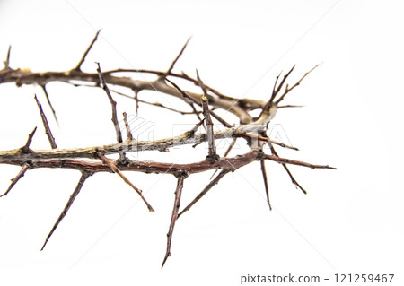 A crown of thorns on a white background. Conceptual phototo use in the design. A wreath of branches with thorns A crown of thorns on a white background. Conceptual phototo use in the design. A wreath of branches with thorns 121259467