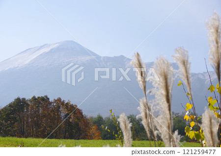 Iwate Prefecture: Snow-capped Mt. Iwate and silver grass 121259477
