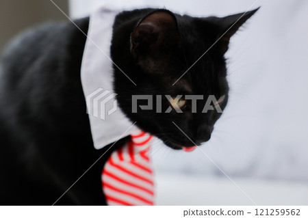 A black cat with yellow eyes is sitting and looking down, with his tongue out in a funny way, the cat is wearing a white collar with a white and red tie. Office concept, work, funny cats, business 121259562