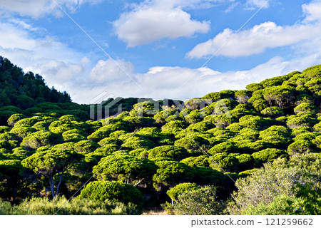 Pine forest of the Natural Park of La Brena, in the Canos de Meca, Barbate, Cadiz 121259662
