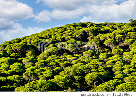 Pine forest of the Natural Park of La Brena, in the Canos de Meca, Barbate, Cadiz 121259663