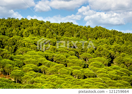 Pine forest of the Natural Park of La Brena, in the Canos de Meca, Barbate, Cadiz Pine forest of the Natural Park of La Brena, in the Canos de Meca, Barbate, Cadiz 121259664