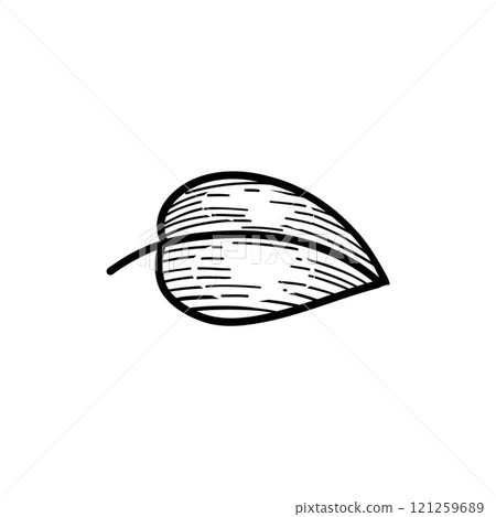 Minimalist leaf outline with detailed texture, perfect for botanical designs. A clean black and white sketch of a single leaf, ideal for nature and eco-themed artwork 121259689