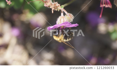 虎蜂 虎蜂 121260033