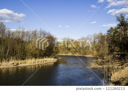 Ukranian landscape in the forest. Pine forest with a river name Psel in city Sumy. Pine trees on a river bank in Ukraine. Beautiful river called Psel Ukranian landscape in the forest. Pine forest with a river name Psel in city Sumy. Pine trees on a river bank in Ukraine. Beautiful river called Psel 121260213