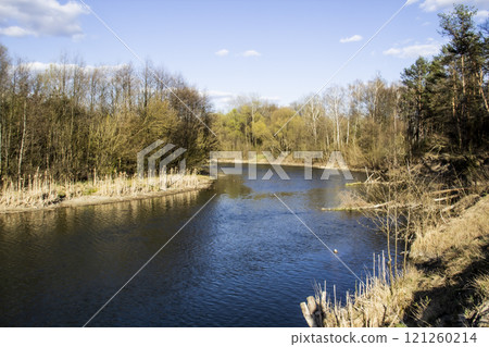 Ukranian landscape in the forest. Pine forest with a river name Psel in city Sumy. Pine trees on a river bank in Ukraine. Beautiful river called Psel Ukranian landscape in the forest. Pine forest with a river name Psel in city Sumy. Pine trees on a river bank in Ukraine. Beautiful river called Psel 121260214