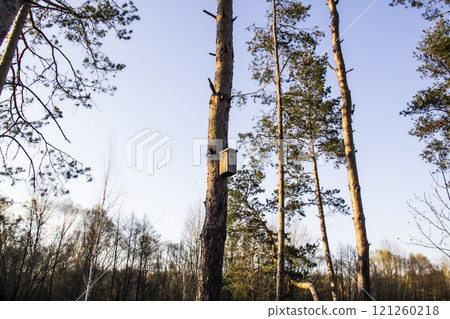 Birdhouse in a pine forest on a tree. Birdhouses in the forest. Bird box in nature against blue sky 121260218