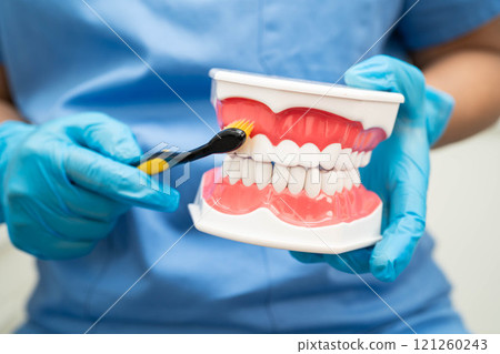 Doctor clean teeth denture with toothbrush for teach patient and dentist studying about dentistry. 121260243