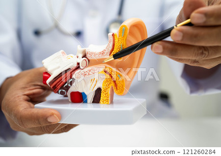 Asian doctor holding human ear model to learn and treat hearing loss in patient. 121260284