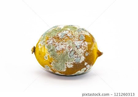 Spoiled lemon on a white background. The lemon is moldy and has begun to rot. The concept of design with a perished lemon. 121260313