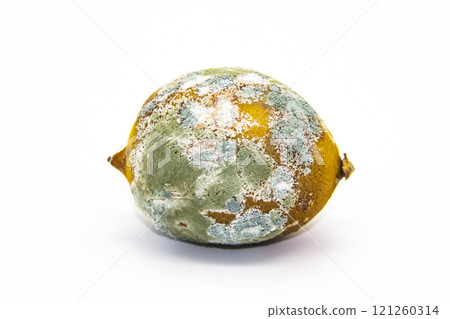 Spoiled lemon on a white background. The lemon is moldy and has begun to rot. The concept of design with a perished lemon. Spoiled lemon on a white background. The lemon is moldy and has begun to rot. The concept of design with a perished lemon. 121260314