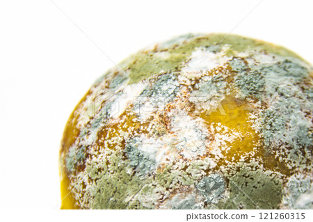 Spoiled lemon on a white background. The lemon is moldy and has begun to rot. The concept of design with a perished lemon. Spoiled lemon on a white background. The lemon is moldy and has begun to rot. The concept of design with a perished lemon. 121260315