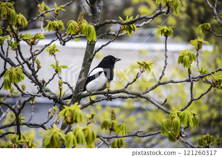 A magpie sits on top of a chestnut tree that will bloom soon. A stunning view of the verdant chestnut branches in early spring. Beautiful magpie bird sits on tree branches. Amazing days of spring A magpie sits on top of a chestnut tree that will bloom soon. A stunning view of the verdant chestnut branches in early spring. Beautiful magpie bird sits on tree branches. Amazing days of spring 121260317