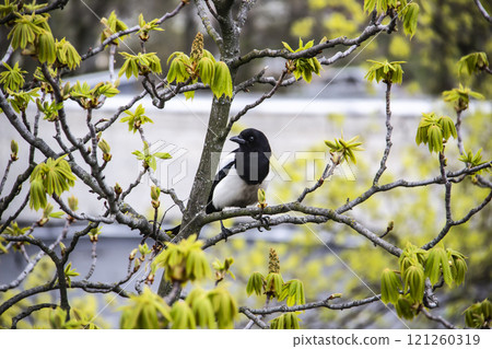 A magpie sits on top of a chestnut tree that will bloom soon. A stunning view of the verdant chestnut branches in early spring. Beautiful magpie bird sits on tree branches. Amazing days of spring A magpie sits on top of a chestnut tree that will bloom soon. A stunning view of the verdant chestnut branches in early spring. Beautiful magpie bird sits on tree branches. Amazing days of spring 121260319