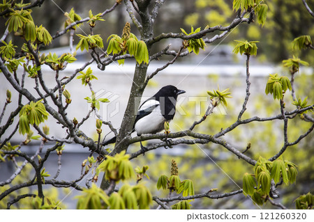 A magpie sits on top of a chestnut tree that will bloom soon. A stunning view of the verdant chestnut branches in early spring. Beautiful magpie bird sits on tree branches. Amazing days of spring 121260320
