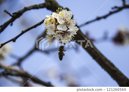 Apricot blossom flowers in spring, blooming on young tree branch. Bee fly to the blossom flower. Close up apricot blossom white flowers and blue sky in sunny spring background. 121260569