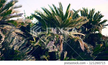 蘇鐵 蘇鐵 121260715