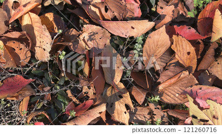 Fallen leaves Fallen leaves 121260716