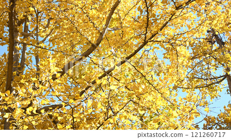 Ginkgo Autumn 121260717