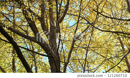 Ginkgo Autumn 121260718