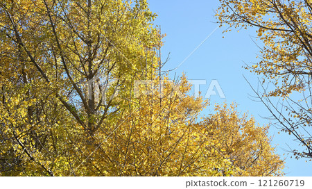 Ginkgo Autumn 121260719