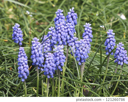 Muscari 121260786