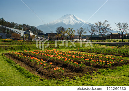 View of Japanese countryside and iconic Mount Fuji in Yamanashi prefecture, Japan 121260880