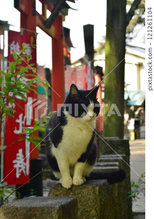 Cat 121261104