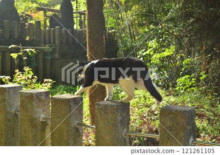 Cat way 121261105