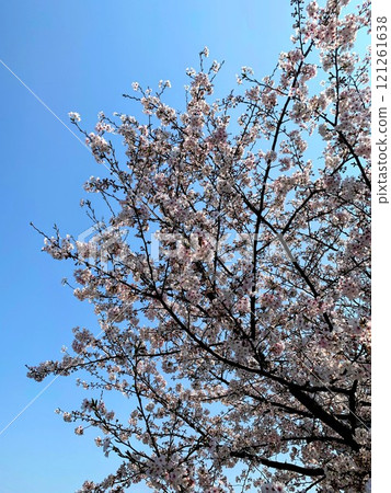  櫻花和藍天 121261638