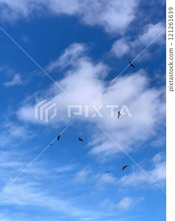 藍天風景與鳥兒飛翔 121261639