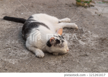 Black and white cat lies on uneven concrete stone surface in summer heat in the shade, hoping to cool down a little and sleep, putting his head on his paw and stretching out almost to his full height 121261817