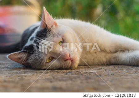 White and black cat lies on a concrete path on a hot summer day. A close-up of the face, eyes wide open and watching with interest some object outside the frame, curiosity animals in our environment 121261818