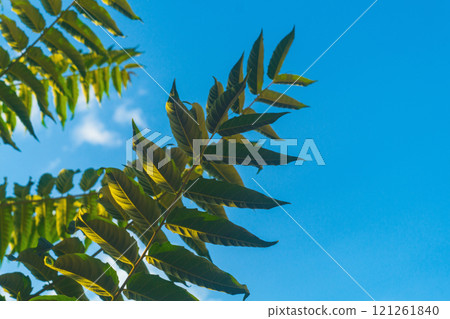 Bottom view of large green walnut leaves with yellow warm light from evening sun against blue sky with small few clouds. Natural environment background with copy space, blank for artwork 121261840