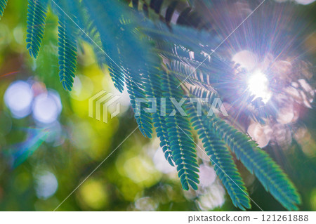 A green young acacia leaf hangs down against the background of a blurred yellow-green background of vegetation, through which the sun shines with violet-hued rays with sun glare and bokeh effect A green young acacia leaf hangs down against the background of a blurred yellow-green background of vegetation, through which the sun shines with violet-hued rays with sun glare and bokeh effect 121261888