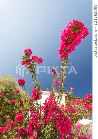 Red pink flowers blooming on bush Red pink flowers blooming on bush 121262008