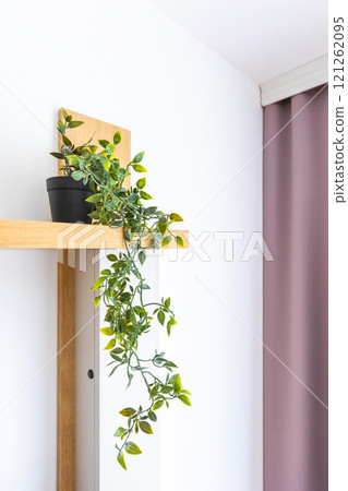 Indoor green plant on the shelf. Home interior 121262095