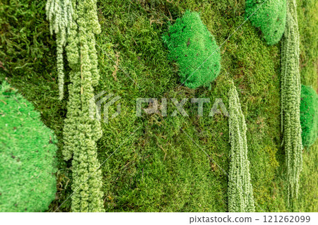 Textured wooden wall, stabilized green moss 121262099