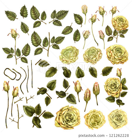 Large set of yellow rose flower elements with green leaves isolated on white background. Watercolor botanical illustration template for wedding, birthday, textile, fabric, sticker, scrapbooking 121262228