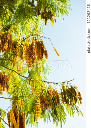 Cones on conifer tree 121262418