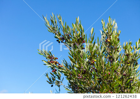 Black olives on olive tree. Season nature 121262438